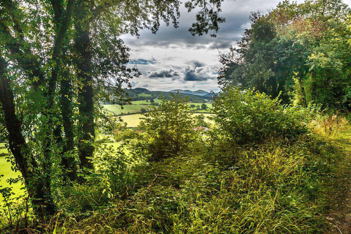 View from Blackhouse Wood. Photo credit: Paul Lane