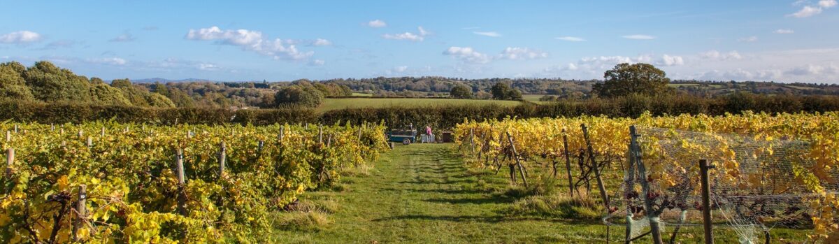 Astley Vineyard 4