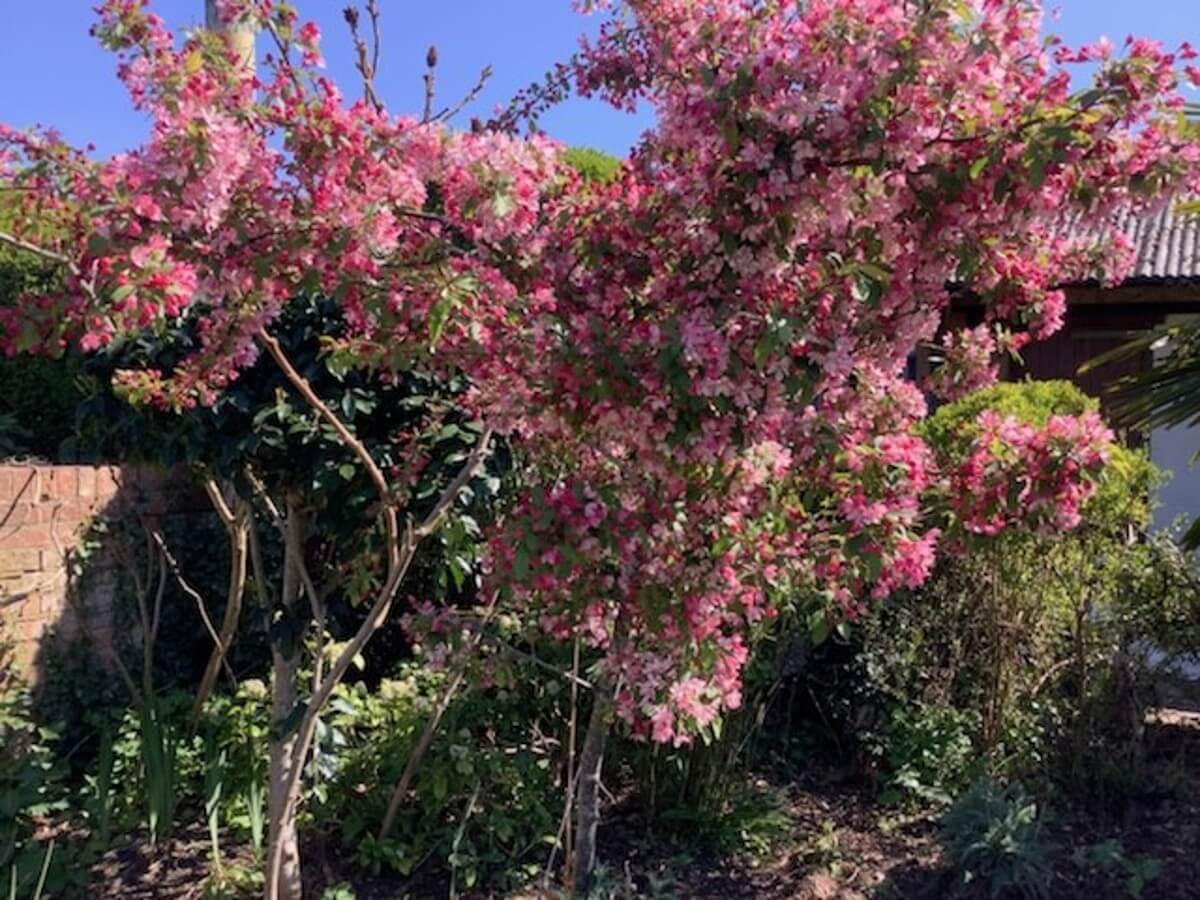 Pink blossom blooms in Hanley Castle Garden