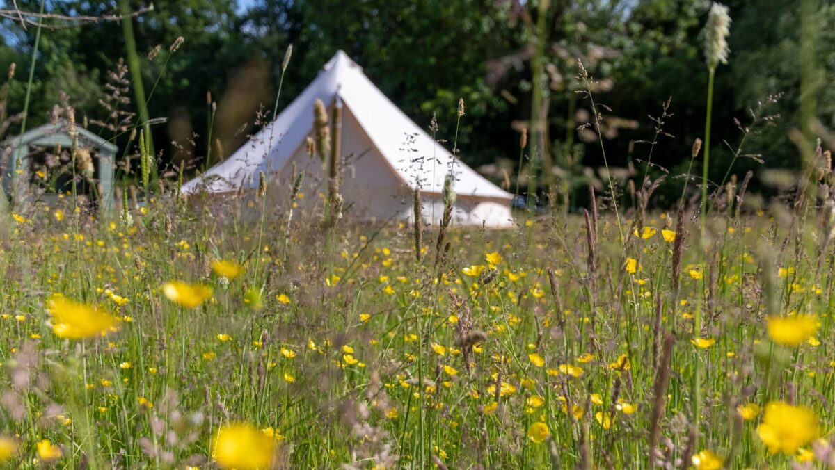 Bell tent with flowers and grasses in foreground