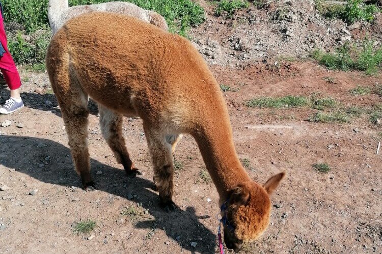 An alpaca eating 