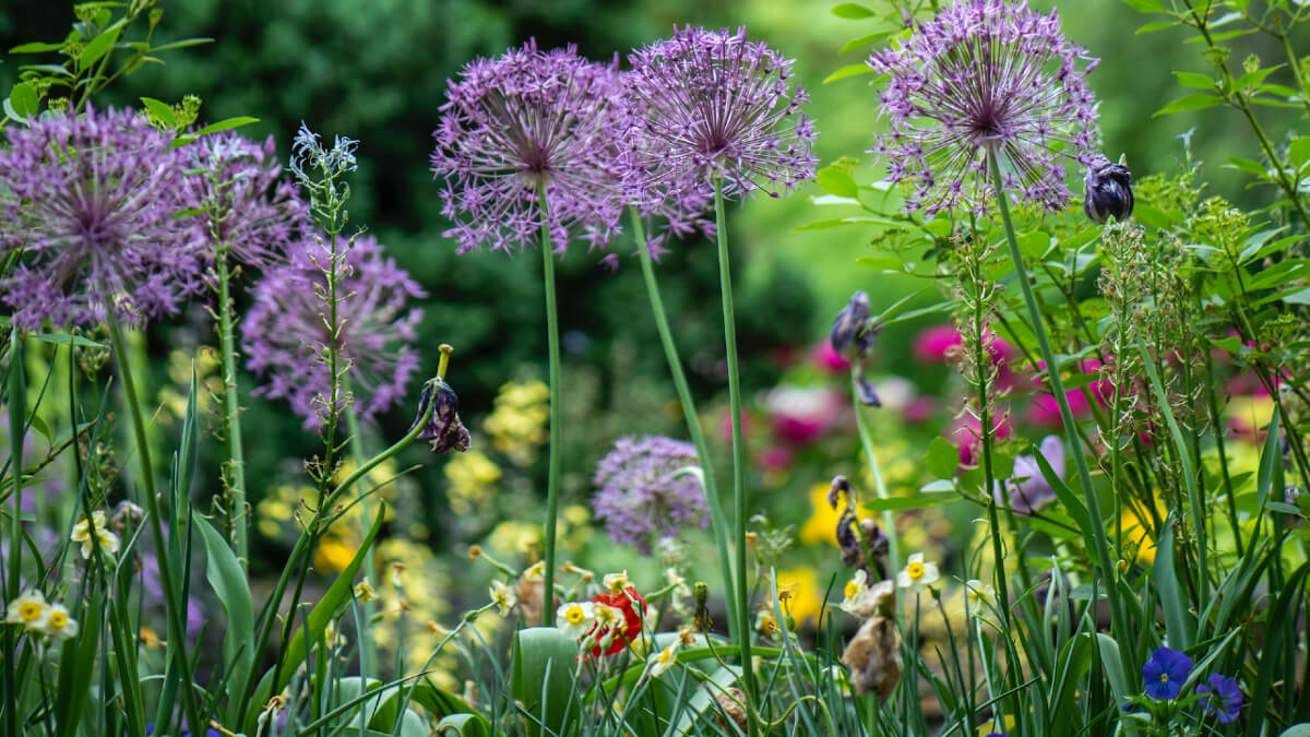 Alliums and garden summer flowers