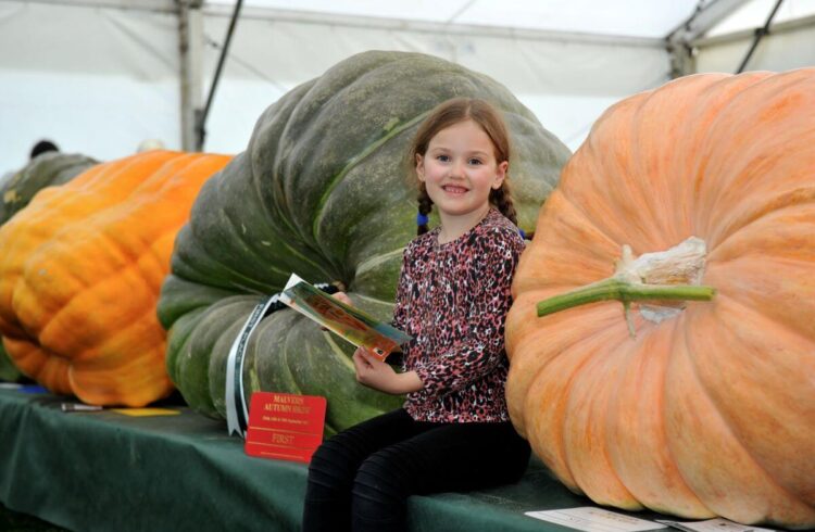 a child sat with some giant pumpkins