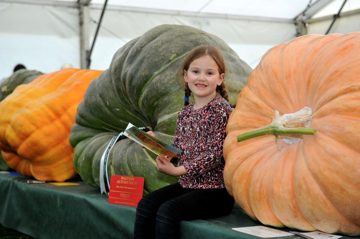 a child sat with some giant pumpkins