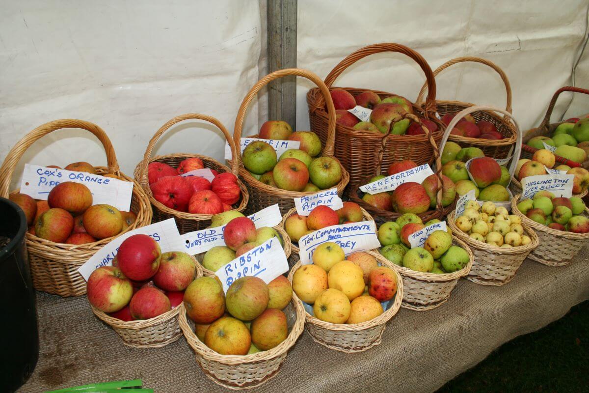 Apples in Baskets at Tenbury Apple fest