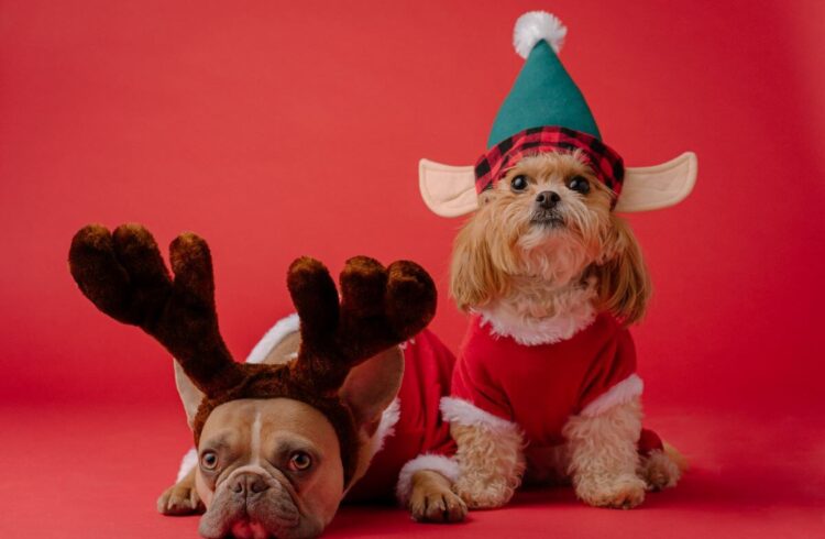 Two dogs, one wearing antlers and one wearing elf hat and ears