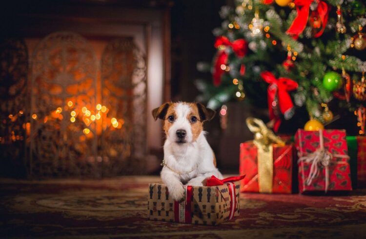 a Jack Russel dog next to a Christmas tree and lit fireplace