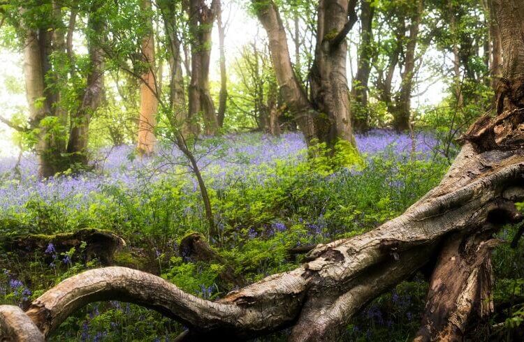 A woodland floor covered with bluebells