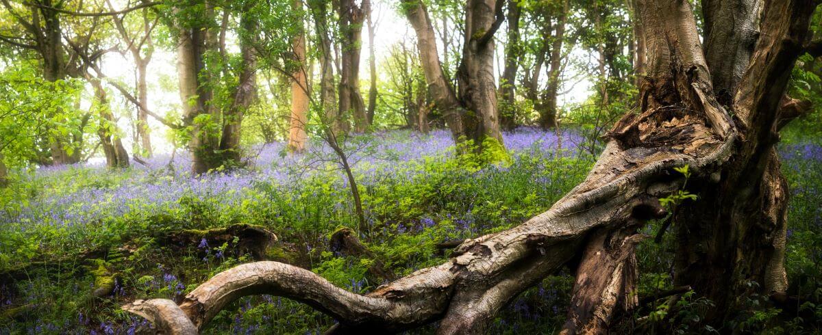 A woodland floor covered with bluebells