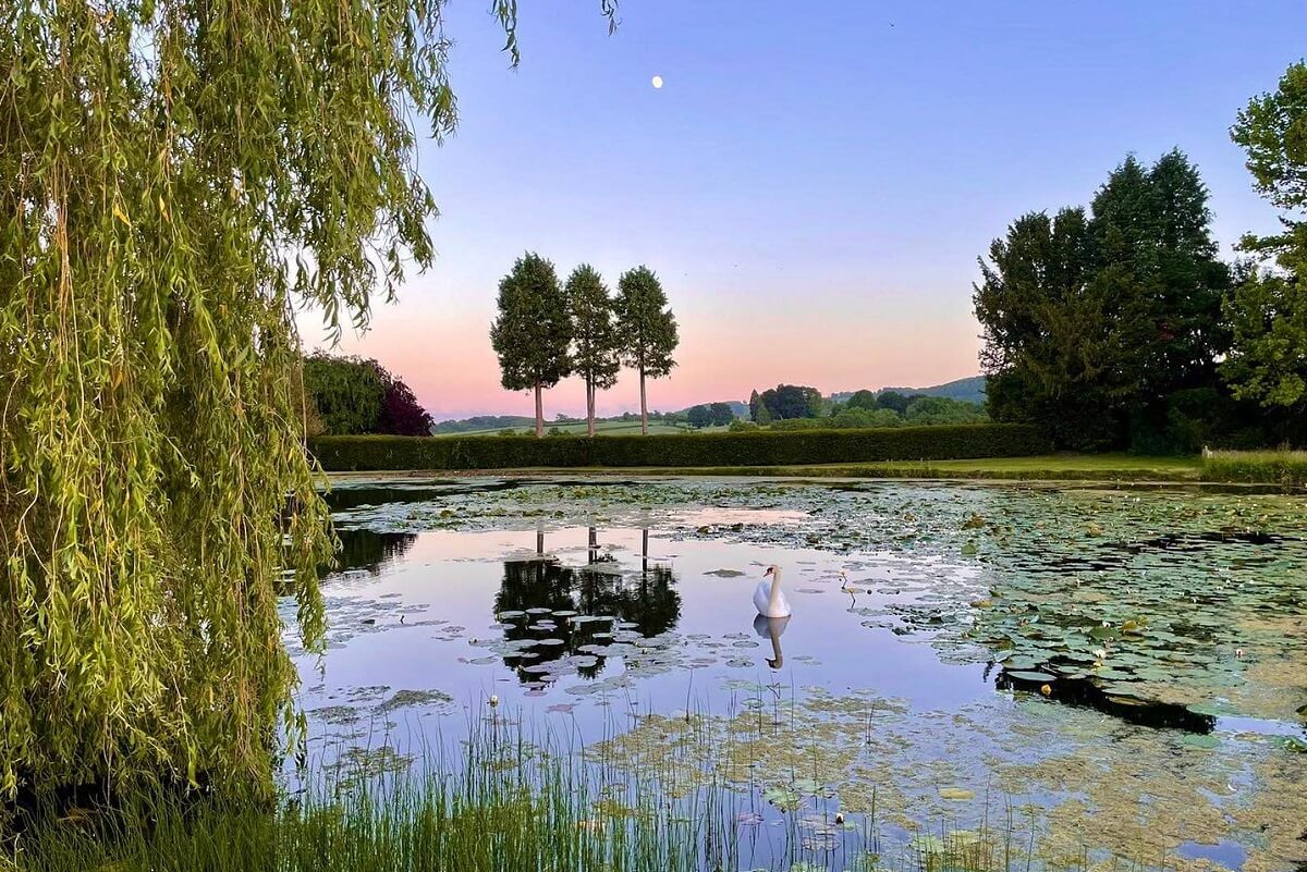 A lone swan on a lake at Kyre Park