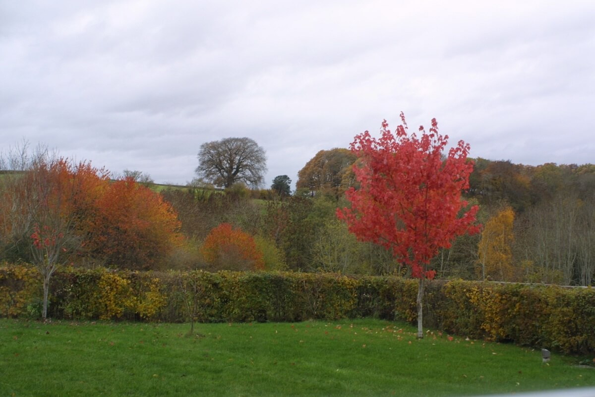 Autumn leaves on trees around Daisy Cottage