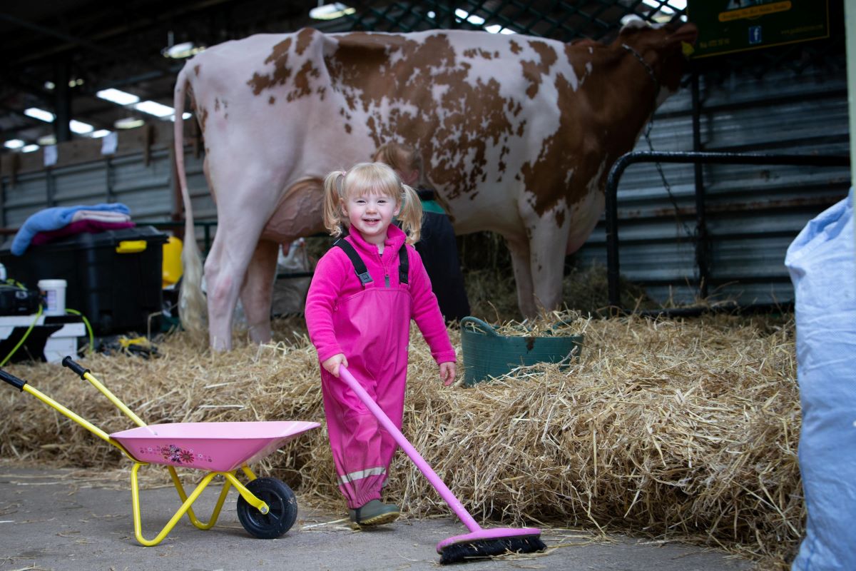 a toddler sweeping hay by a large cow