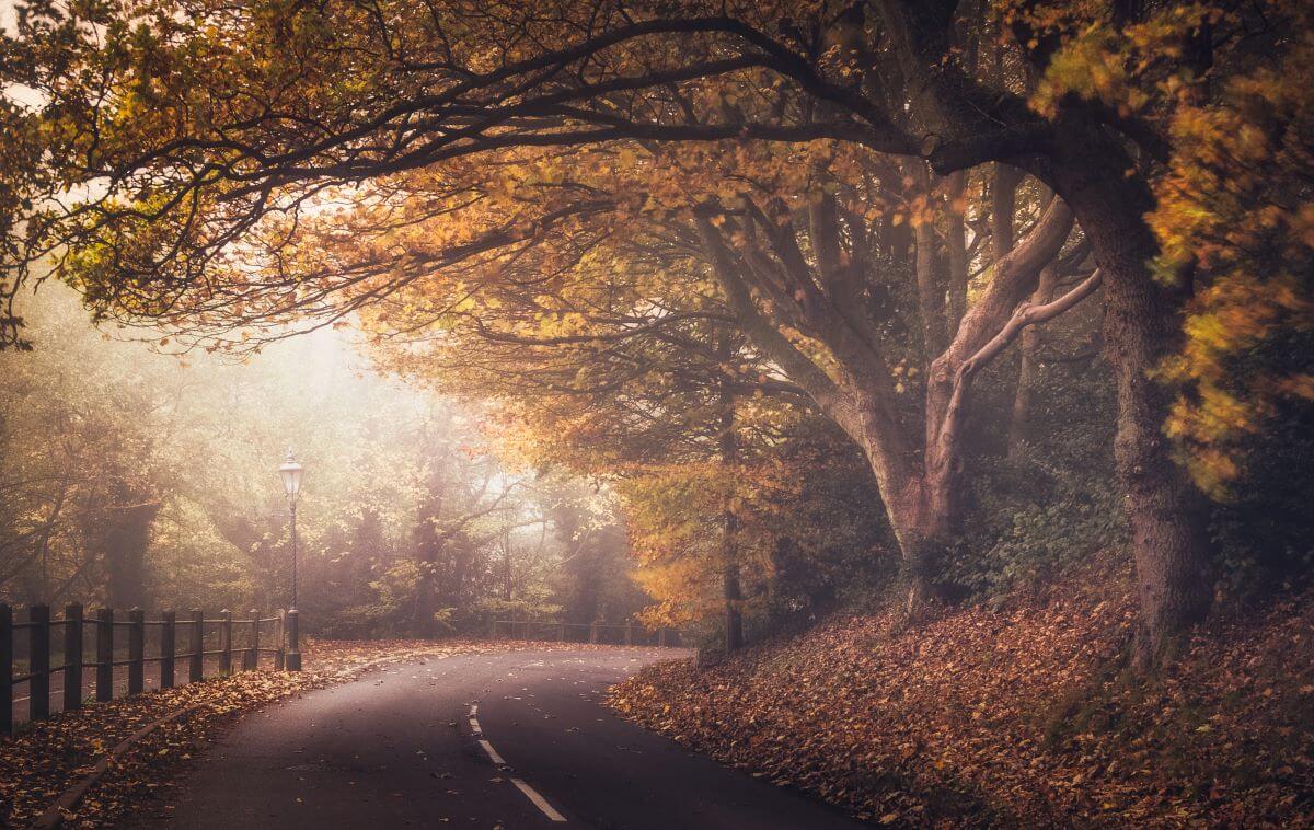A misty road in autumn