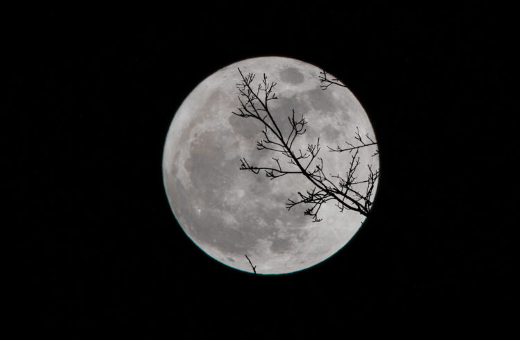 Full moon with a tree branch infront.