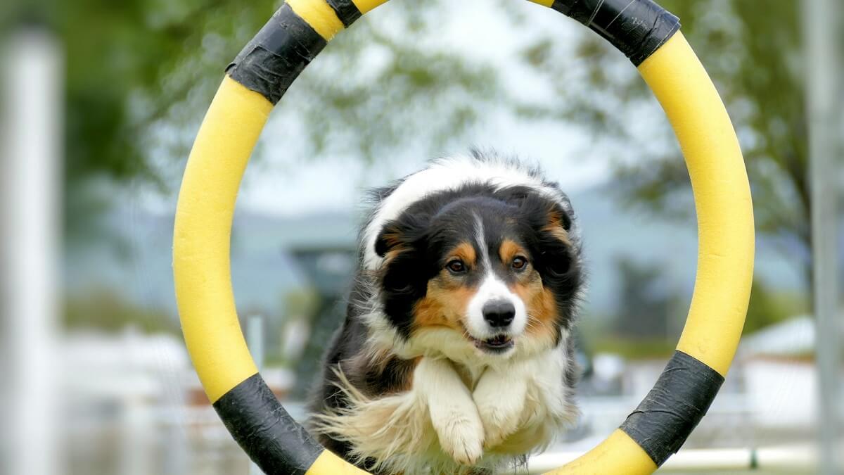 A white,, black and brown dog leaping through a hoop