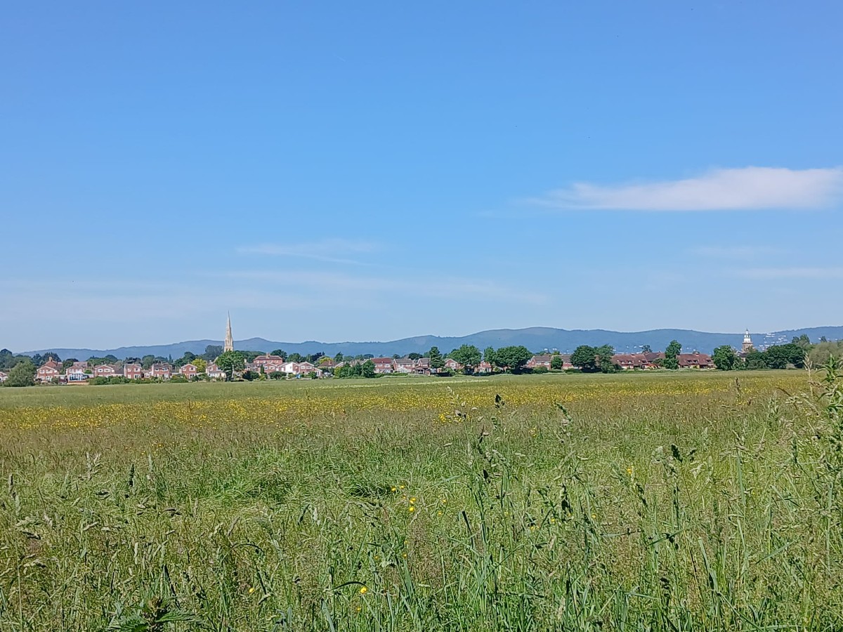 Image of Upton Ham SSSI Lammas meadow