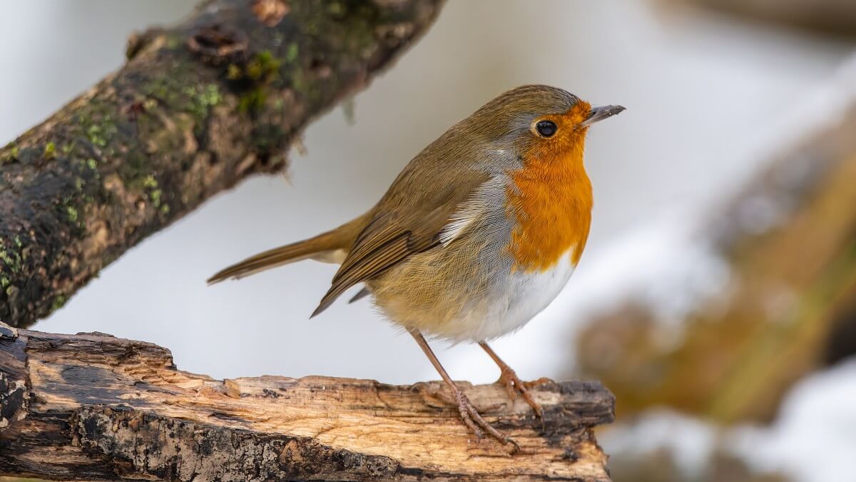 A robin perched on a tree branch on a snowy day