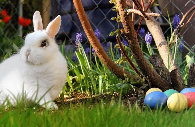 Rabbit and Easter eggs