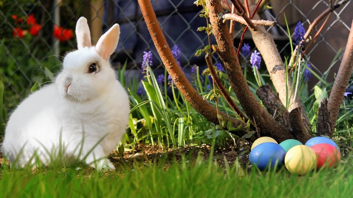 Rabbit and Easter eggs