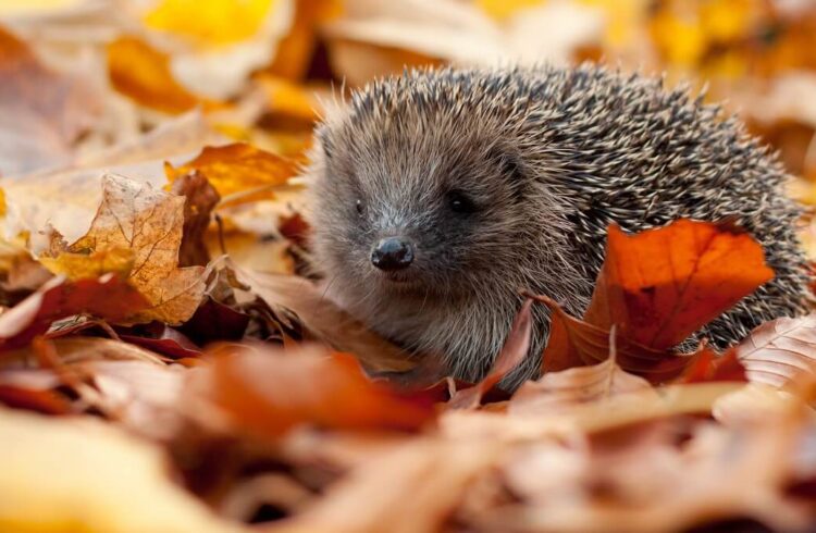 A hedgehog walking through autumn leaves - copyright Tom Marshall