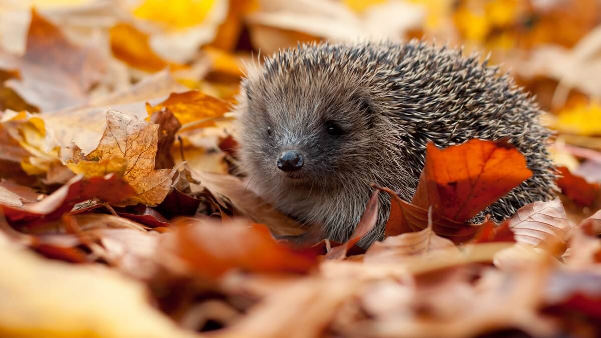 A hedgehog walking through autumn leaves - copyright Tom Marshall