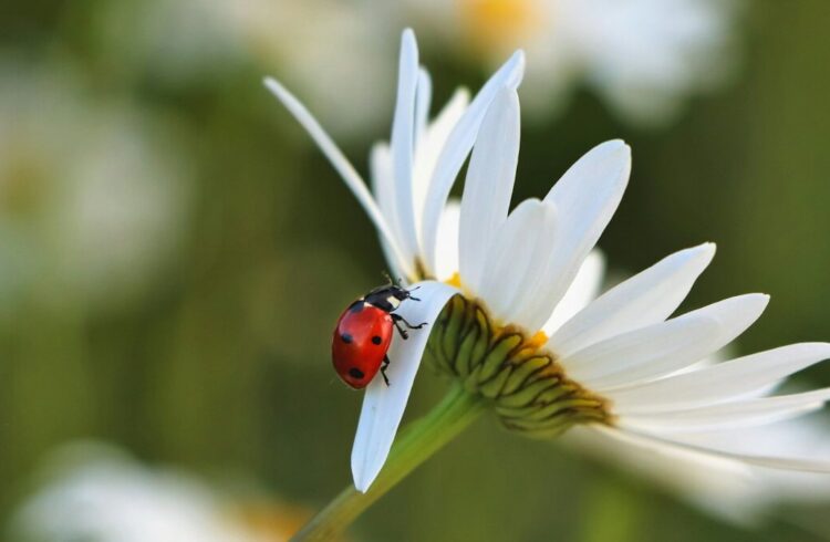 A ladybird on a flower petal