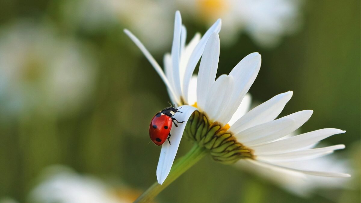 A ladybird on a flower petal
