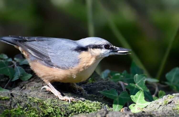 An image of a nuthatch on a branch