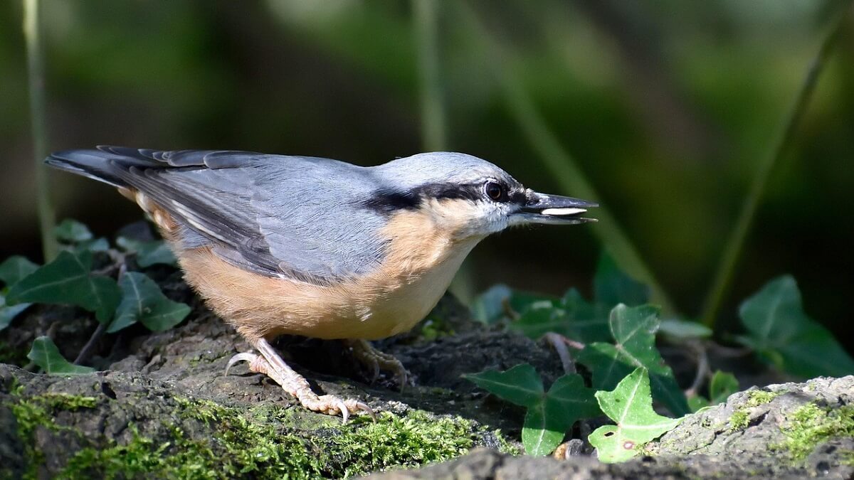 An image of a nuthatch on a branch