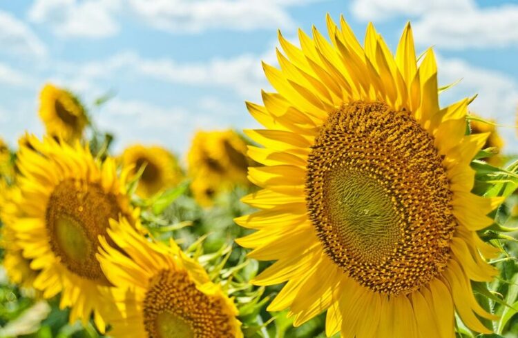 Bright yellow sunflowers with blue sky above