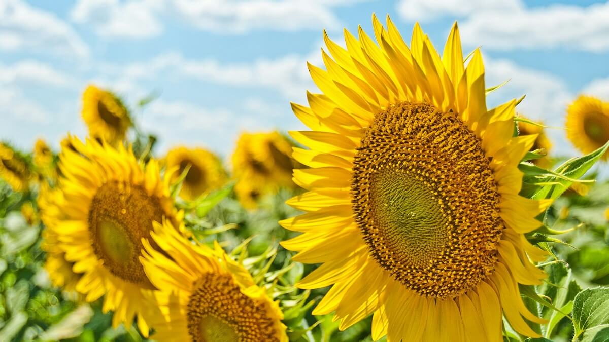 Bright yellow sunflowers with blue sky above