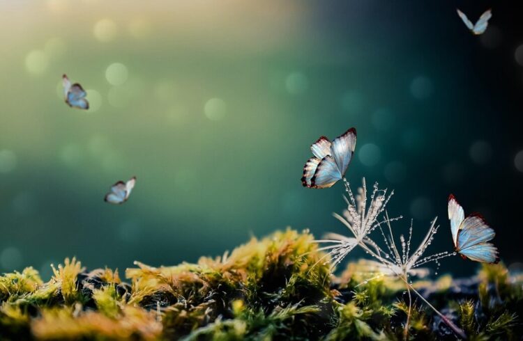 A group of blue butterflies above a mossy forest floor
