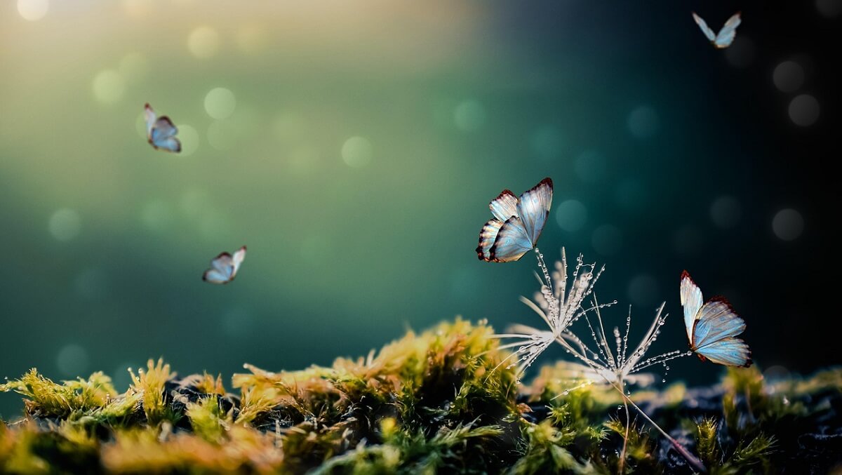A group of blue butterflies above a mossy forest floor