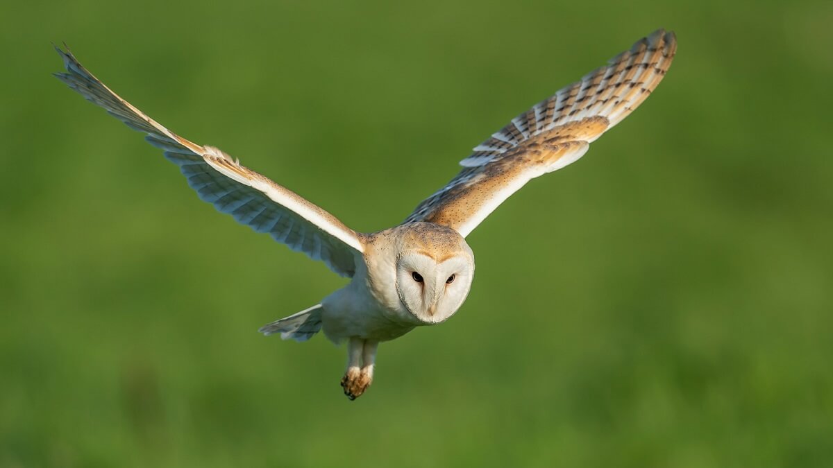 A brown and white owl soaring through the air