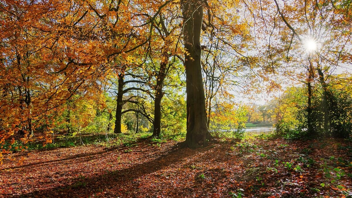 Woodland in autumn with changing leaves and sunlight